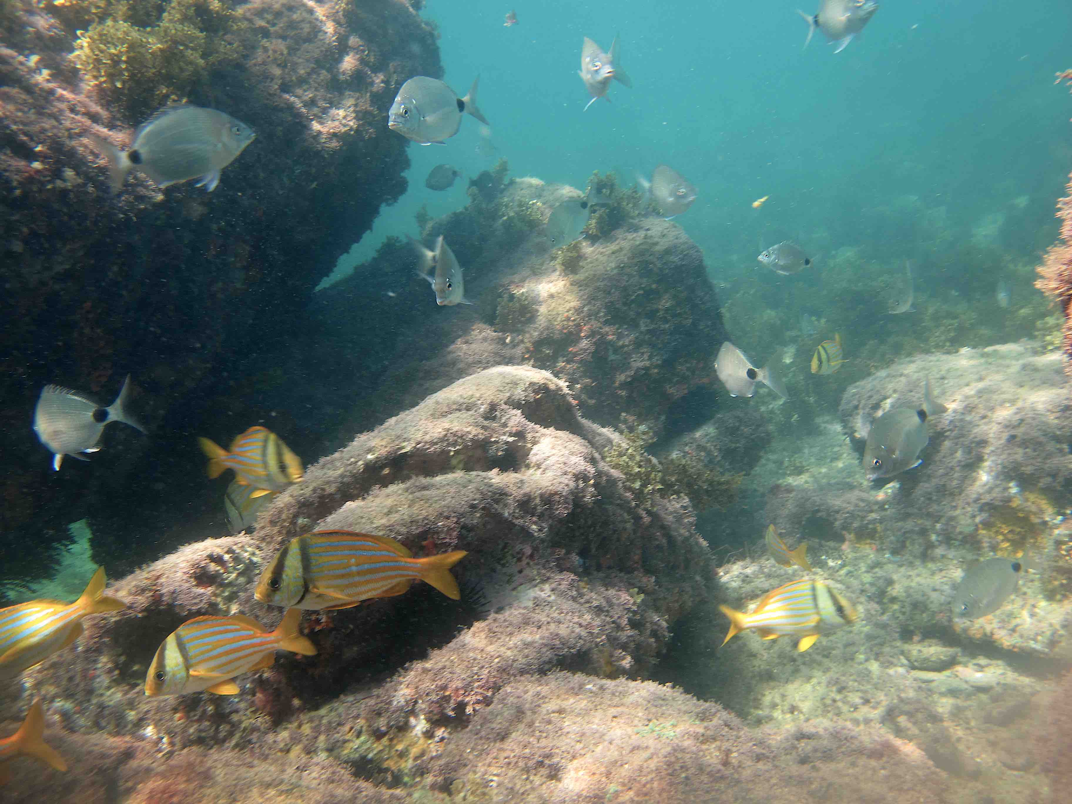 Diversas espécies de peixes vivem nos costões rochosos do Arquipélago