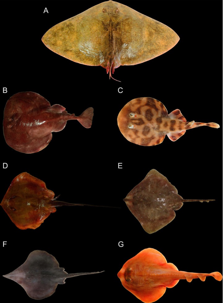 Prancha com fotos de espécies de raias encontradas na área do Arquipélago de Santana publicada no artigo