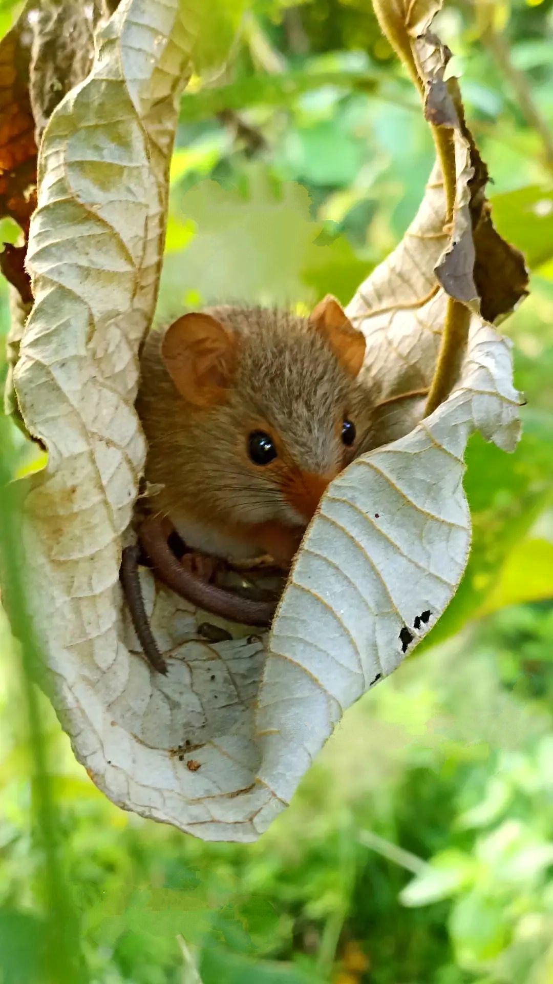 foto Wiedomys cerradensis por Clarissa Nobre